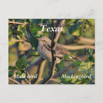 Northern Mockingbird Postcard by backyardwonders at Zazzle