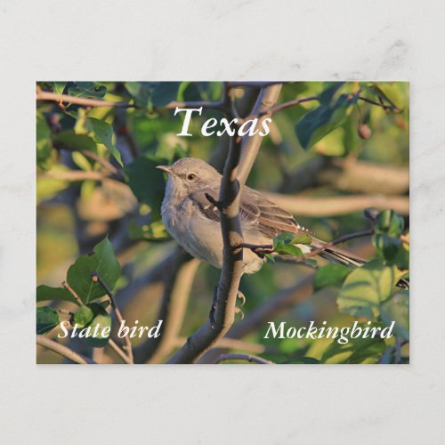 Northern mockingbird postcard