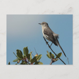 Northern Mockingbird Postcard
