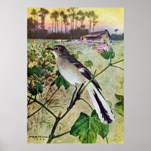 Northern Mockingbird Poster