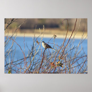 Northern Mockingbird Poster