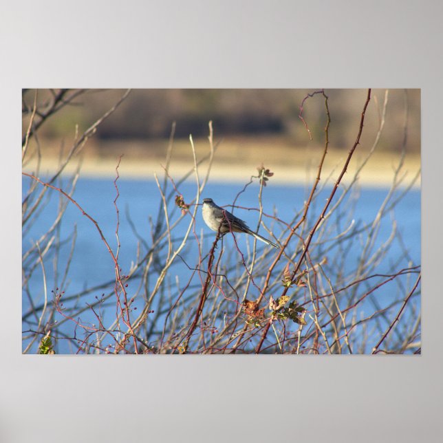 Northern Mockingbird Poster (Front)