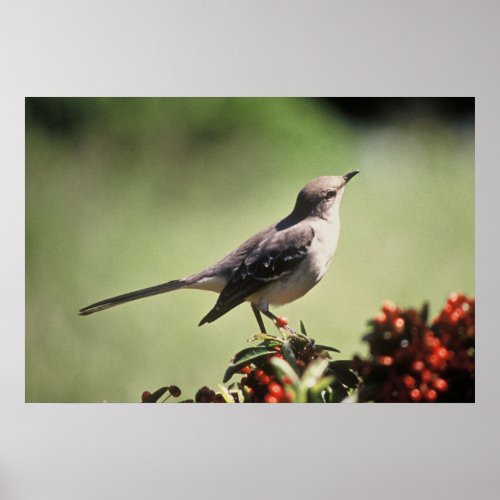 Northern mockingbird poster