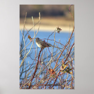 Northern Mockingbird Poster