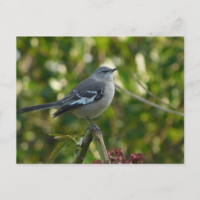 Northern Mockingbird Safety Harbor  Postcard (Front)