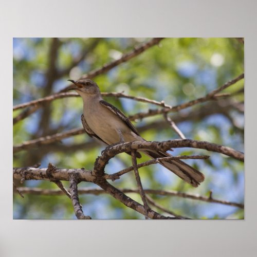 Northern Mockingbird Singing Poster