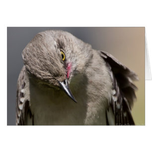 Northern Mockingbird takes a Bow Apparel & Gifts