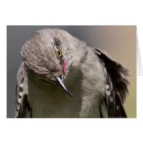 Northern Mockingbird takes a Bow Apparel  Gifts