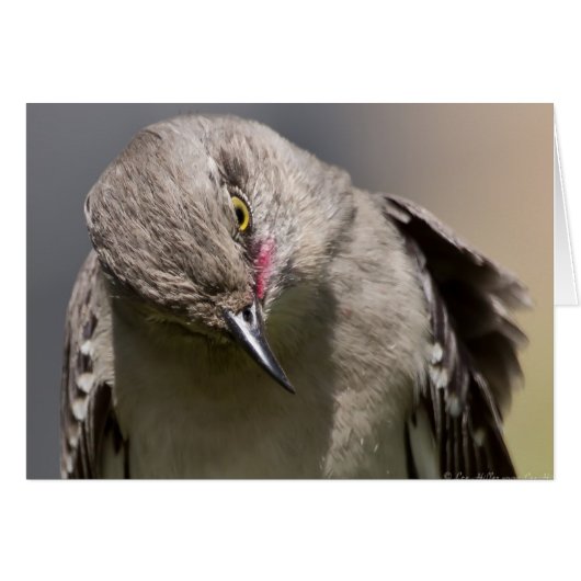 Northern Mockingbird takes a Bow Apparel & Gifts (Front Horizontal)