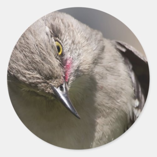 Northern Mockingbird takes a Bow Apparel  Gifts Classic Round Sticker