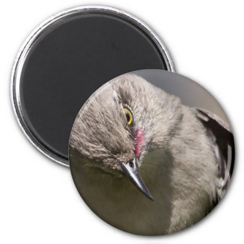 Northern Mockingbird takes a Bow Apparel  Gifts Magnet
