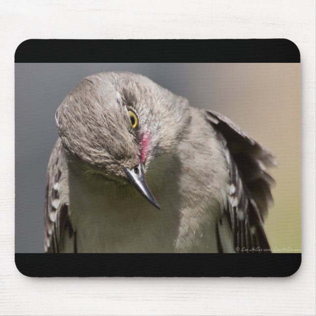 Northern Mockingbird takes a Bow Apparel & Gifts Mouse Pad (Front)