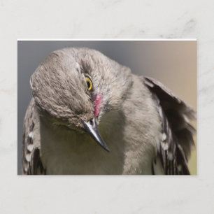 Northern Mockingbird takes a Bow Apparel & Gifts Postcard