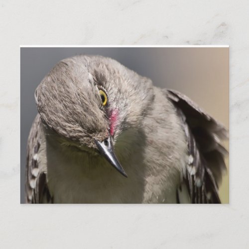 Northern Mockingbird takes a Bow Apparel  Gifts Postcard