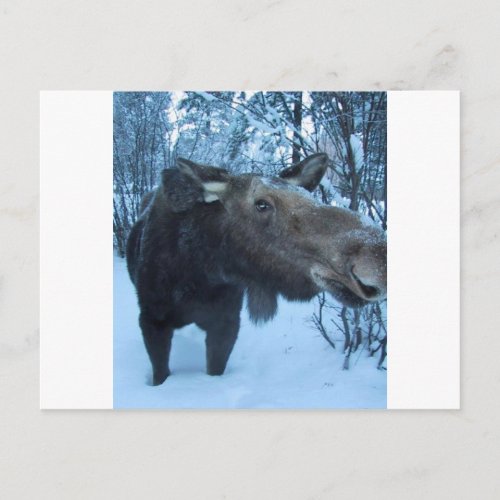 NORTHERN MOOSE POSTCARD