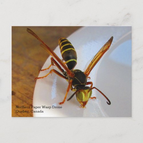Northern or Golden Paper Wasp P fuscatus Drone Postcard