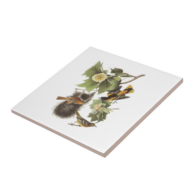Northern Oriole by Audubon Tile (Side)