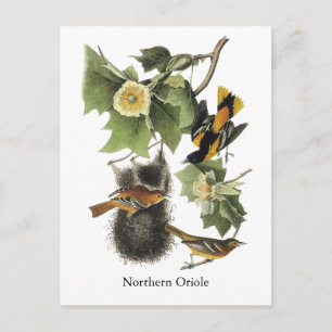 Northern Oriole, John Audubon Postcard