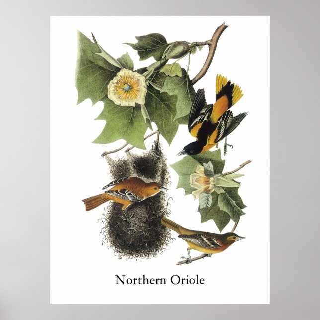Northern Oriole, John Audubon Poster (Front)