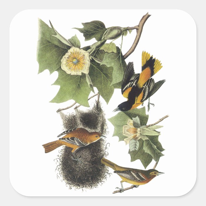 Northern Oriole, John Audubon Stickers