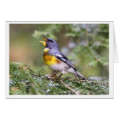 Northern Parula (Front Horizontal)