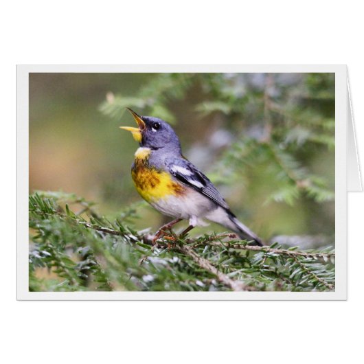 Northern Parula Cards (Front Horizontal)