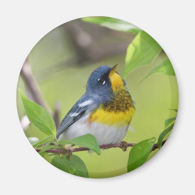 Northern Parula Magnet (Front)