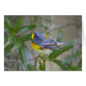 Northern Parula Parula americana) (Front Horizontal)