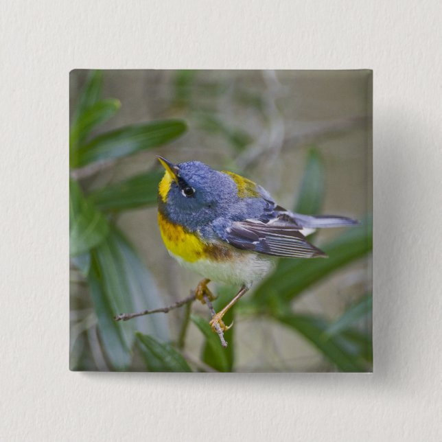 Northern Parula Parula americana) Pinback Button (Front)