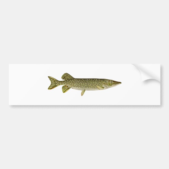 Northern Pike Art Bumper Sticker (Front)