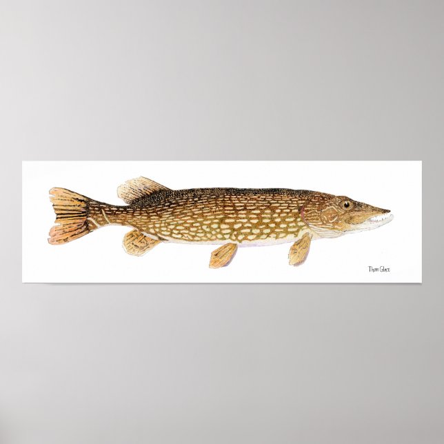 Northern Pike Art Poster (Front)
