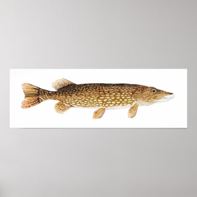 Northern Pike Art Poster (Front)