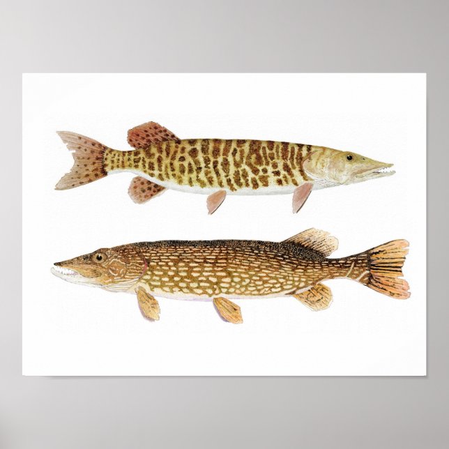 Northern Pike & Barred Muskie Art Poster (Front)