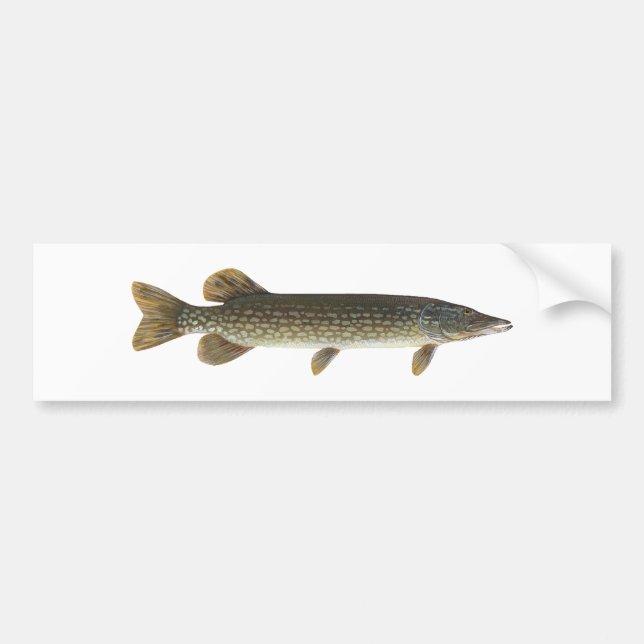 Northern Pike Bumper Sticker (Front)
