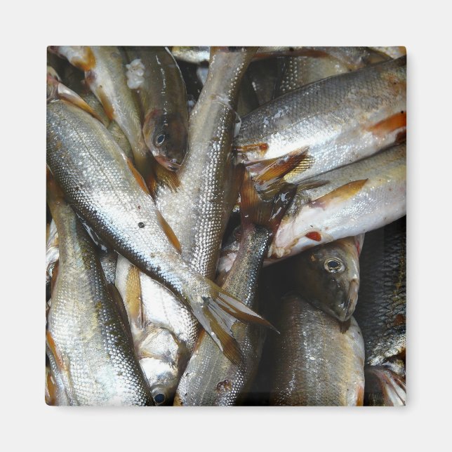 Northern Pike Minnow Fish Magnet (Front)