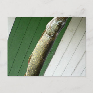 Northern Pike Postcard