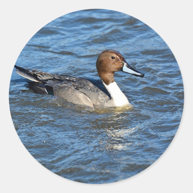 Northern Pintail Duck Classic Round Sticker (Front)