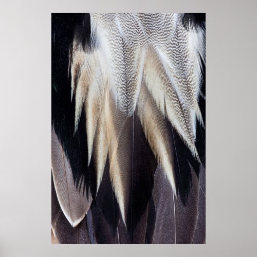 Northern Pintail Duck feather Poster