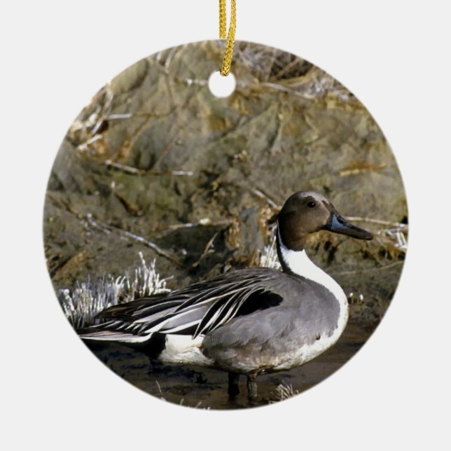 Northern Pintail Duck Lovers Ceramic Ornament (Front)