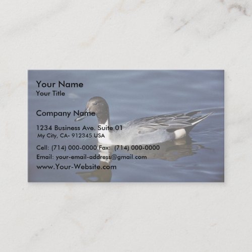 Northern Pintail Duck Male Business Cards