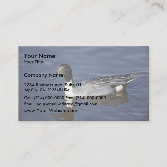 Northern Pintail Duck Male Business Card (Front)