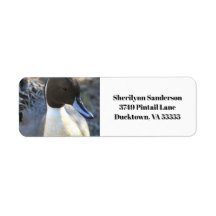 Northern Pintail Duck Return Address
