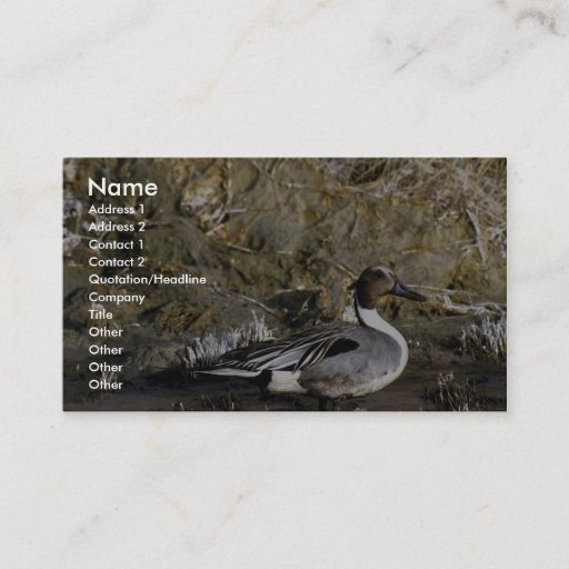 Customizable Northern pintail male business card template