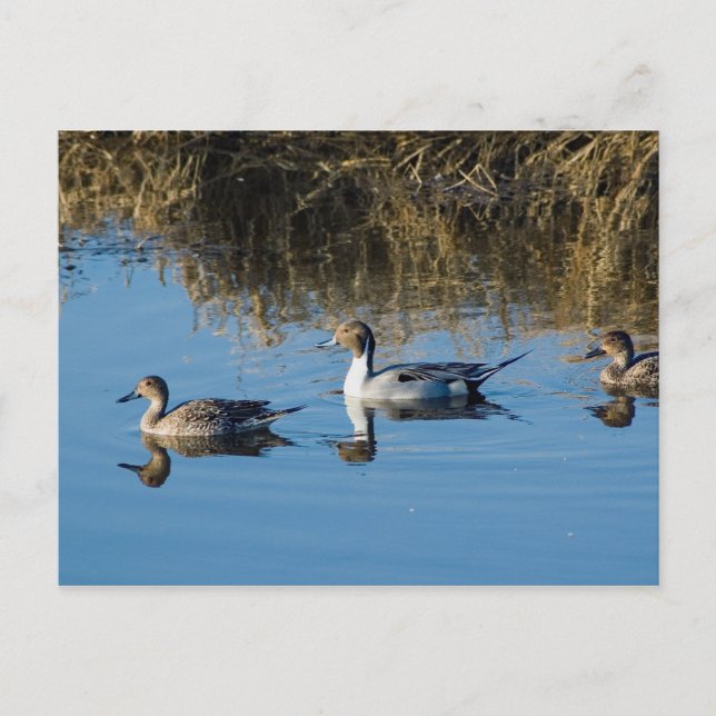 Northern Pintail Postcard (Front)