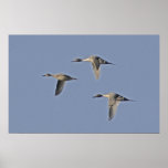 Northern Pintails Poster