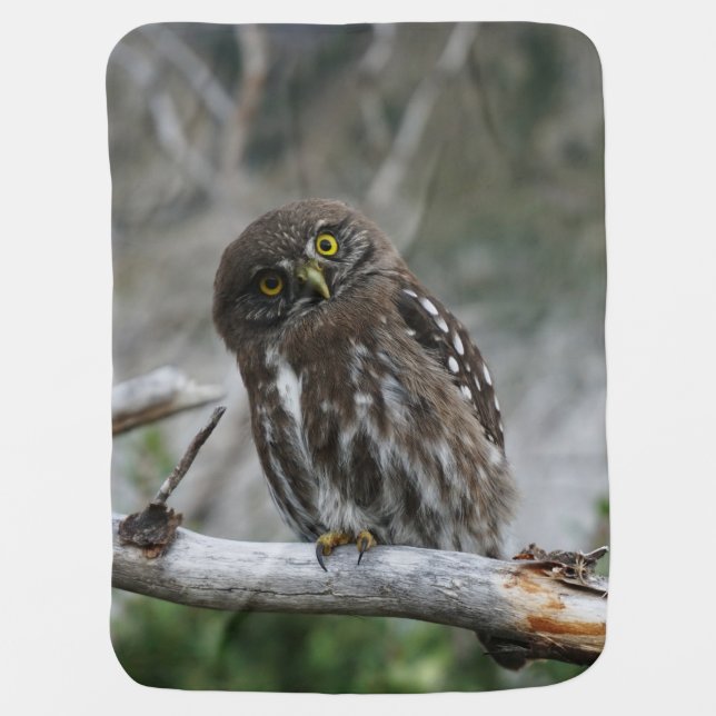 Northern Pygmy Owl Baby Blanket (Front)