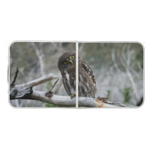 Northern Pygmy Owl