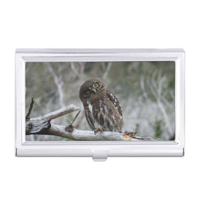 Northern Pygmy Owl Business Card Case (Front)