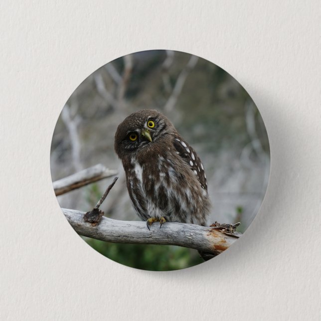 Northern Pygmy Owl Button (Front)