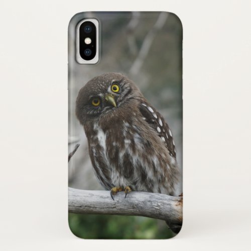 Northern Pygmy Owl iPhone X Case